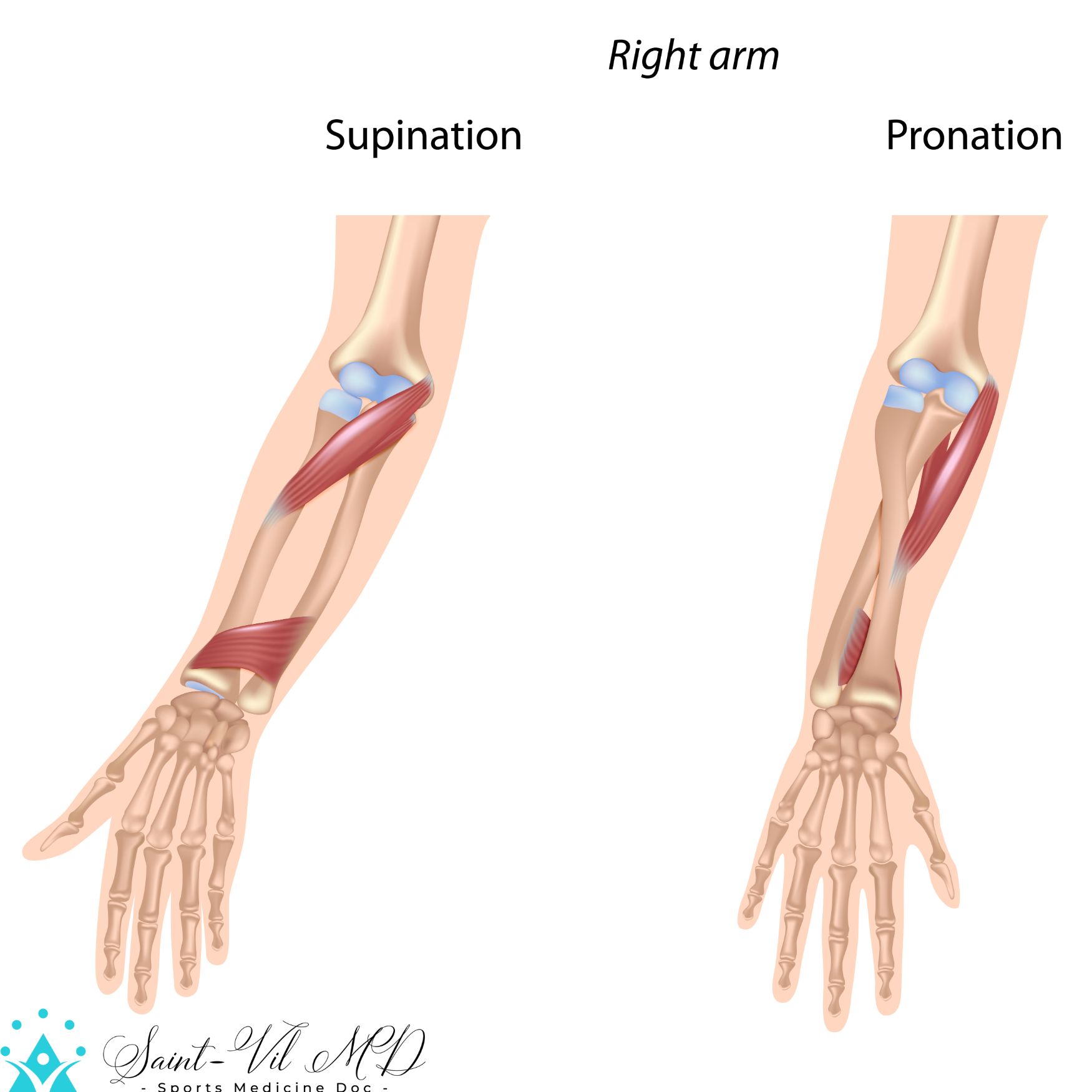 Pronators muscles of forearm, unlabeled ExerciseNow