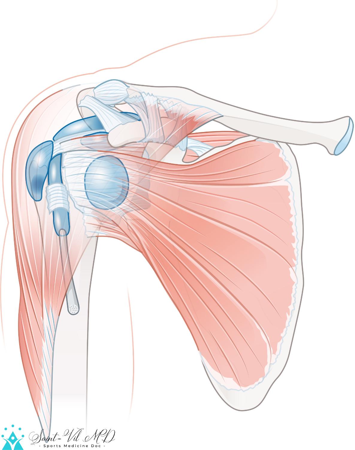 Shoulder anatomy. Bursae and muscles. ExerciseNow